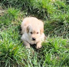 Golden retriever