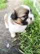 Shih-tzu