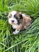 Shih-tzu