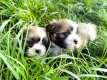 Shih-tzu