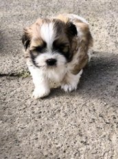 Shih-tzu